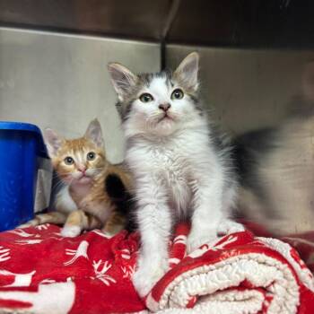 Mezcal -  Domestic Long Hair Cat for Adoption in Los Angeles, California - Mezcal | PetCurious