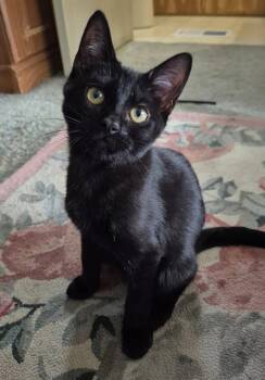 Peppercorn -  Domestic Short Hair Cat for Adoption in Attleboro, Massachusetts - Peppercorn | PetCurious