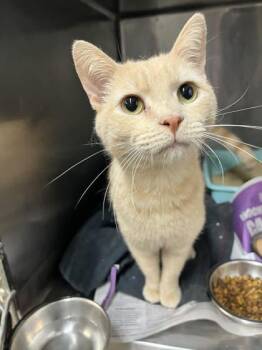 Richie -  Domestic Short Hair Cat for Adoption in Fort Worth, Texas - Richie | PetCurious
