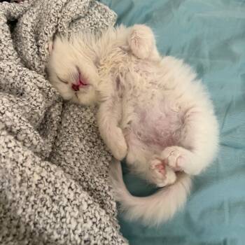 Domestic Short Hair Cats Available for Adoption - Snowcone 1 | PetCurious