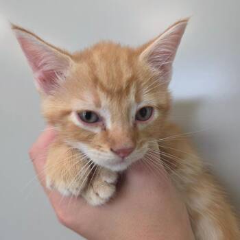 Milo -  Domestic Short Hair Cat for Adoption in Sand Springs, Oklahoma - Milo | PetCurious