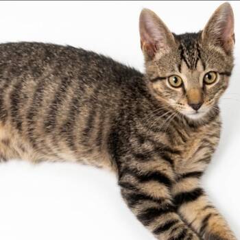 Whiskers -  Domestic Short Hair Cat for Adoption in Granby, Missouri - Whiskers | PetCurious