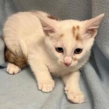 Pretzel -  Domestic Short Hair Cat for Adoption in Green Valley, Arizona - Pretzel | PetCurious