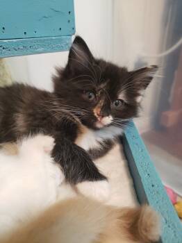Rescue Calico Cats for Adoption in Austin, Texas - Weevil | PetCurious