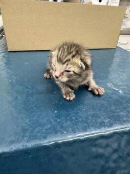 Bruno -  Domestic Short Hair Cat for Adoption in Gainesville, Florida - Bruno | PetCurious