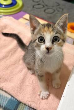 Atlanta -  Tabby Cat for Adoption in San Antonio, Texas - Atlanta | PetCurious