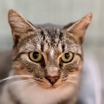 Soad -  Domestic Short Hair Cat for Adoption in New York, New York - Soad | PetCurious