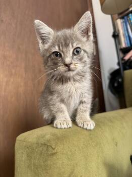 Graycie -  Domestic Short Hair Cat for Adoption in Trenton, New Jersey - Graycie | PetCurious
