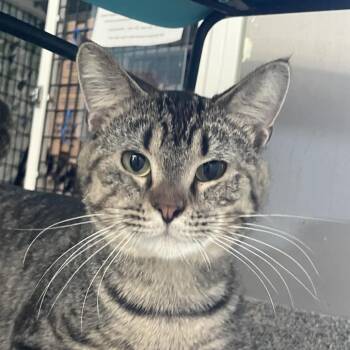 Domestic Short Hair Cats Available for Adoption in Chicago, Illinois - Riverman | PetCurious