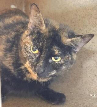 Domestic Short Hair Cats Available for Adoption - ERIN | PetCurious