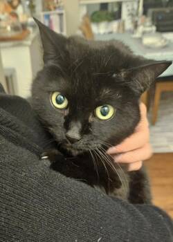 Domestic Short Hair Cats Available for Adoption - Fluke OS 0814 Bond W Gray OS | PetCurious