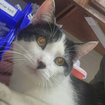 Domestic Short Hair Cats Available for Adoption in Tupelo, Mississippi - Jack - 041407U | PetCurious