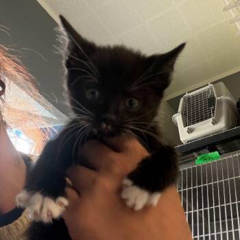 Domestic Short Hair Cats Available for Adoption in Summerlee, West Virginia - Bowie | PetCurious