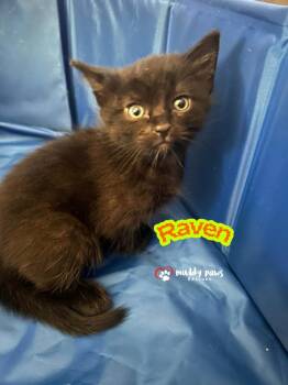 Coven Kitties:  Raven -  Domestic Medium Hair Cat for Adoption in Council Bluffs, Iowa - Coven Kitties:  Raven | PetCurious
