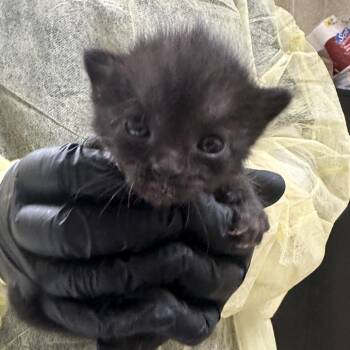 Conga (purple) -  Domestic Short Hair Cat for Adoption in Winston-salem, North Carolina - Conga (purple) | PetCurious