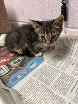 FIONA -  Domestic Short Hair Cat for Adoption in Jacksonville, Florida - FIONA | PetCurious