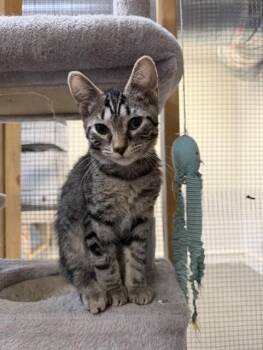 Tate -  Domestic Short Hair Cat for Adoption in Chisholm, Minnesota - Tate | PetCurious