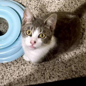 Domestic Short Hair Cats Available for Adoption in Austin, Texas - Aguilera | PetCurious