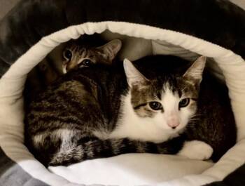 Soyin - Companion To Karu -  Domestic Short Hair Cat for Adoption in Stratham, New Hampshire - Soyin - Companion To Karu | PetCurious