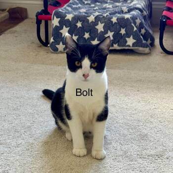 Rescue Domestic Short Hair Cats for Adoption in Wilmington, North Carolina - BOLT | PetCurious