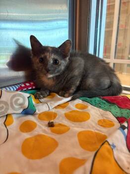 Kia -  Domestic Short Hair Cat for Adoption in Seguin, Texas - Kia | PetCurious