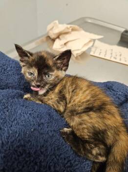 Rarity -  Domestic Short Hair Cat for Adoption in Bloomington, Indiana - Rarity | PetCurious