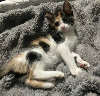 Waverly -  Domestic Short Hair Cat for Adoption in Alafaya, Florida - Waverly | PetCurious