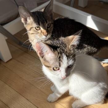 Rescue American Shorthair Cats for Adoption in Evanston, Illinois - Koi And Barracuda | PetCurious