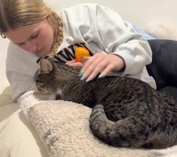 Rescue Domestic Short Hair Cats for Adoption in Melrose, Massachusetts - Lincoln | PetCurious