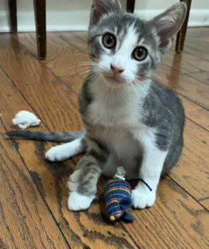 Christopher Columbus - Bonded w/Dark Mess -  Domestic Short Hair Cat for Adoption in Little Rock, Arkansas - Christopher Columbus - Bonded W/Dark Mess | PetCurious