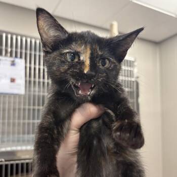 Half-n-Half -  Domestic Short Hair Cat for Adoption in Wilmington, Delaware - Half-n-Half | PetCurious