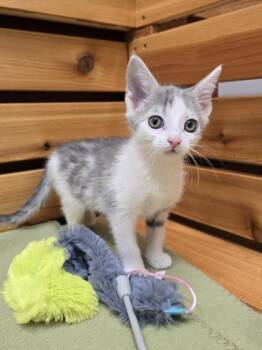 Rescue Domestic Short Hair Cats for Adoption in Woodstock, Illinois - Jenna | PetCurious