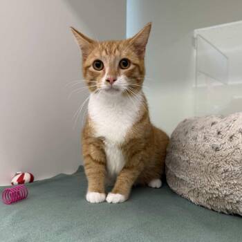 Domestic Short Hair Cats Available for Adoption - Mushroom | PetCurious