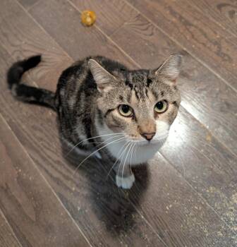 Cyril Hamilton -  Domestic Short Hair Cat for Adoption in Philadelphia, Pennsylvania - Cyril Hamilton | PetCurious