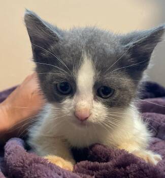 Clara -  Domestic Short Hair Cat for Adoption in Island Lake, Illinois - Clara | PetCurious