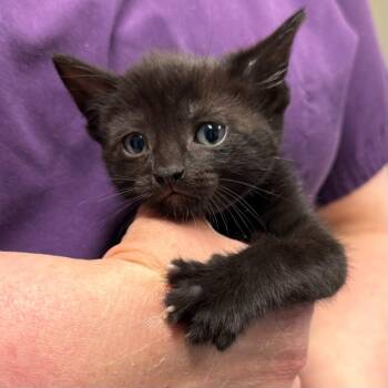 Domestic Short Hair Cats Available for Adoption in Trenton, New Jersey - Speedy | PetCurious