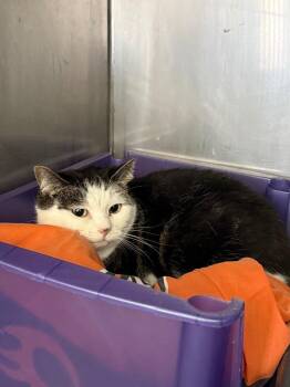 Matelene (Momma) -  Tiger Cat for Adoption in Syracuse, Indiana - Matelene (Momma) | PetCurious