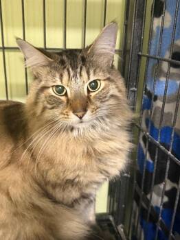 Domestic Short Hair Cats Available for Adoption in Auburn, Indiana - Milo | PetCurious