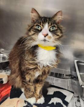 Domestic Long Hair Cats Available for Adoption in Clayton, New Jersey - Maurice  | PetCurious