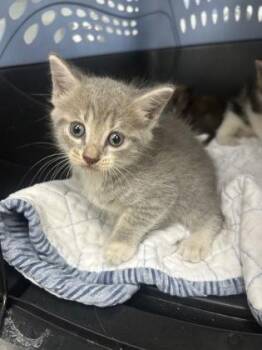 Sweetheart -  Domestic Short Hair Cat for Adoption in Gainesville, Florida - Sweetheart | PetCurious
