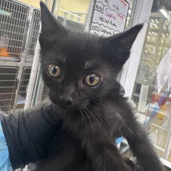 Perrie -  Domestic Short Hair Cat for Adoption in West Palm Beach, Florida - Perrie | PetCurious