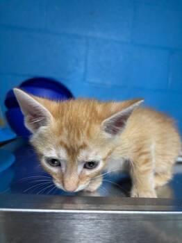 Rescue Domestic Short Hair Cats for Adoption in Ellijay, Georgia - Allegro | PetCurious