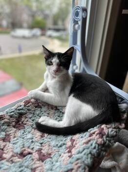 Domestic Short Hair Cats Available for Adoption - Zulee | PetCurious