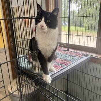 Gonzo -  Domestic Short Hair Cat for Adoption in Hutchinson, Minnesota - Gonzo | PetCurious