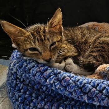 Buddy -  Domestic Short Hair Cat for Adoption in San Antonio, Texas - Buddy | PetCurious