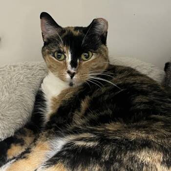 Callie -  Domestic Short Hair Cat for Adoption in Durango, Colorado - Callie | PetCurious