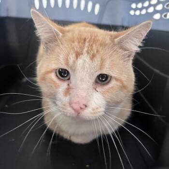 Bentley -  Domestic Short Hair Cat for Adoption in Indianapolis, Indiana - Bentley | PetCurious