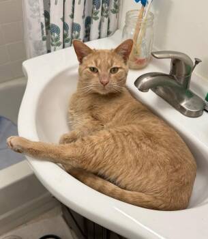 Tabby Cats Available for Adoption - Pickle | PetCurious