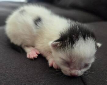 Domestic Short Hair Cats Available for Adoption in Gold Beach, Oregon - Salty Beach | PetCurious