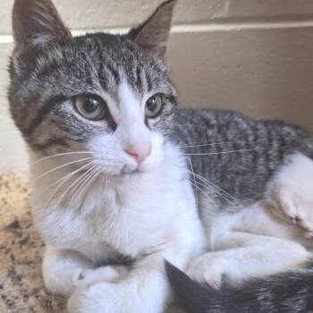 Calvin Coot -  Domestic Short Hair Cat for Adoption in Albert Lea, Minnesota - Calvin Coot | PetCurious